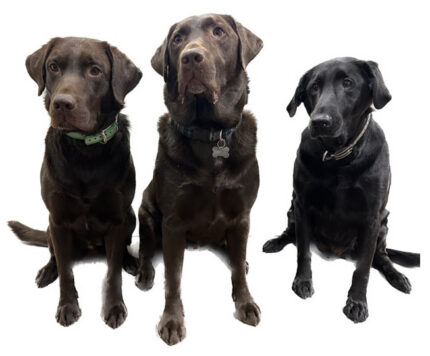 dogs